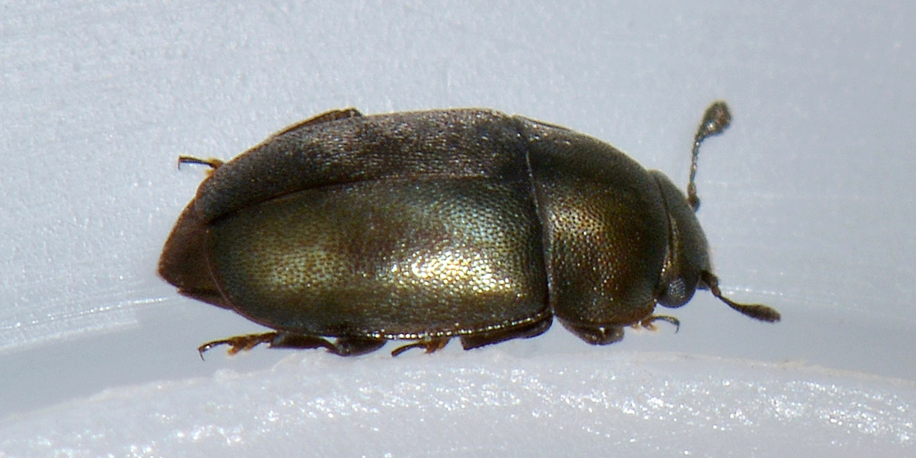 Nitidulidae - Brassicogethes aeneus (cf.)